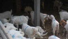 羊养殖场饲料的搭配方案