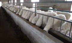 种羊怎么挑选 养殖种羊的注意事项和要求