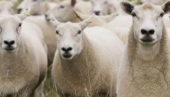 繁殖母羊不同生理阶段的饲养管理技术