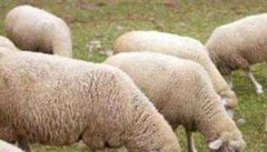 养殖羊应注意的六个问题