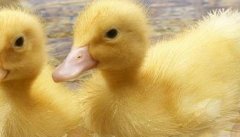 雏鸭怎么喂养 雏鸭的饲养方法与管理