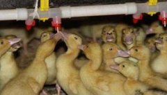 雏鸭饲养及管理要点：饲喂、温度、饲养密度等
