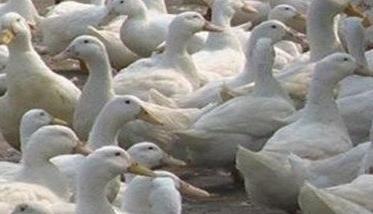 仙湖肉鸭
