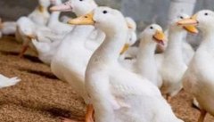 商品肉鸭生产的特点有哪些？