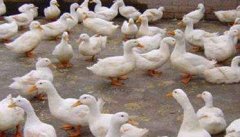 蛋鸭育成鸭的饲料配方 育成鸭的日常管理要点
