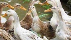 鸭群人工强制换羽的方法及换羽的注意事项