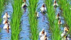 稻鸭共养、共生农业新模式介绍