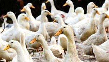 夏季蛋鸭的饲养管理需要注意的六个要点