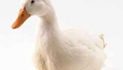 鸭子鼻炎症状 鸭子鼻炎应该如何治疗、用什么药