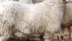 高腿小尾寒羊的品种特征、生产性能与生活习性