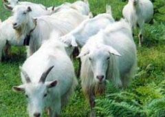 春季散养羊应注意预防哪些疾病