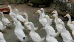 了解鸭子五个规律 把握鸭子高效养殖方法与技巧