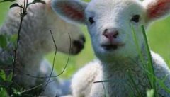 如何优化羊群结构、合理实施羊的选种与配种？
