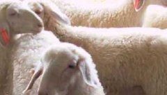 影响小尾寒羊产肉性能的因素