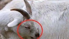 羊流行性眼炎的症状表现及防治方法