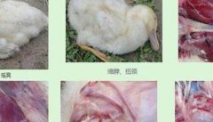 鸭传染性浆膜炎症状 鸭传染性浆膜炎的防冶方法