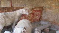 怎样养羊一胎产双羔