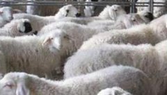 淘汰种羊咋育肥，种羊淘汰后应该怎样育肥？