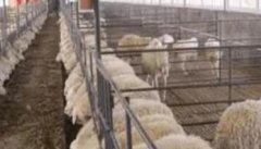 冬季养羊要注意哪些问题？