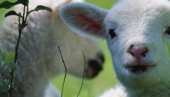 新生羔羊的科学护理方法