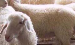 小尾寒羊一年产几窝羊羔？