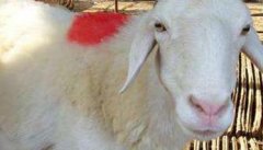 羊难产怎么办 如何减少羊难产发生率