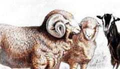 羊棘球蚴病（包虫病）的病原是什么