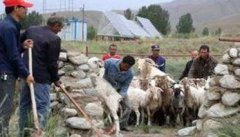 夏季如何给羊群进行药浴，加强羊群保健