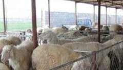 养殖杂交肉羊的优势和效益在哪里