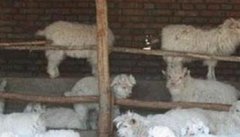羔羊补饲与育肥羊的补饲方法