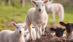 六项措施可提高肉羊繁殖力