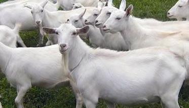 中国奶山羊品种