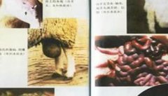 羊鼻蝇蛆病图片 羊鼻蝇蛆病的治疗方法