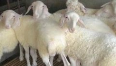羊育肥技术 成年羊育肥方法及饲料配方