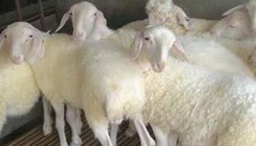 羊育肥技术