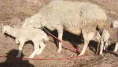 怎样安排母羊的周年繁殖才能取得较好效果