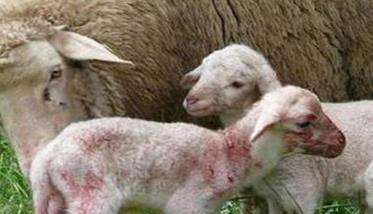 提高母羊繁殖效率的可能性