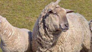 常见的母羊繁殖模式有哪些