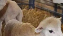 怎样做好哺乳期羔羊的饲养管理工作