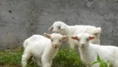 对于羊羔的培育需要注意什么？