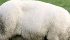 一只羊有多重吃多少草料 如何让羊长得更快些
