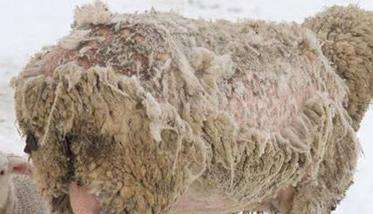 羊感染羊虱子后的症状