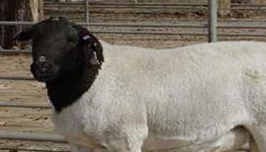 羊的发情周期有多长