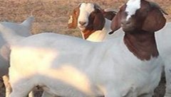 羊快疫由什么引起 羊快疫的症状与治疗方法