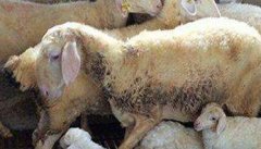 羊衣原体感染什么症状 羊衣原体感染怎么治疗
