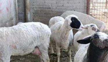 羊坏死杆菌病如何诊断与治疗