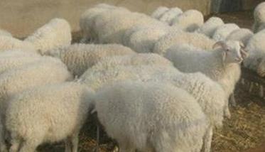羊坏死杆菌病的症状