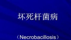 羊坏死杆菌病的防治方法 羊坏死杆菌病用什么药