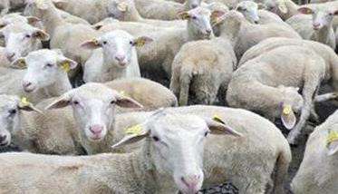 羔羊育肥的生产优势