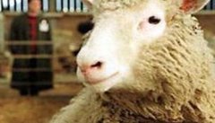 羊烂肺病是什么症状 羊烂肺病怎么治疗